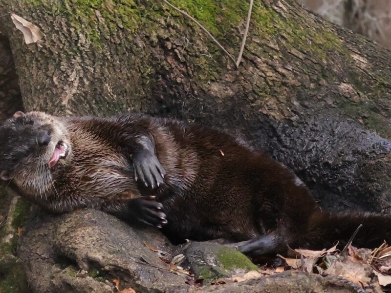 River otter ready for nap in The Villages