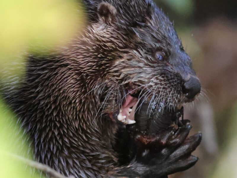 River otter snacking on fish in The Villages