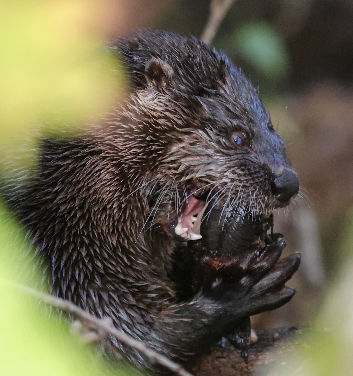 River otter snacking on fish in The Villages River otter snacking on fish in The Villages