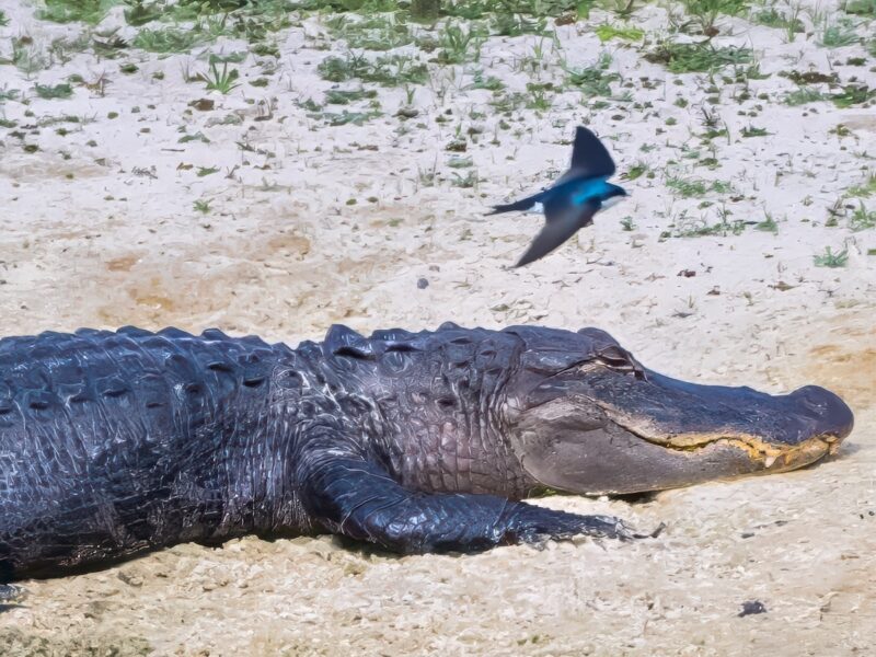 Sleeping alligator buzzed in The Villages