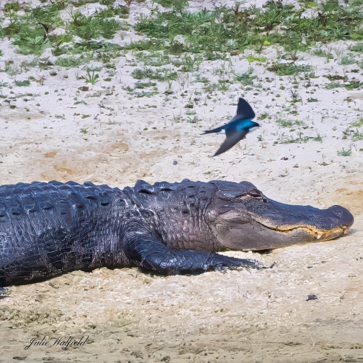 Sleeping alligator buzzed in The Villages Sleeping alligator buzzed in The Villages