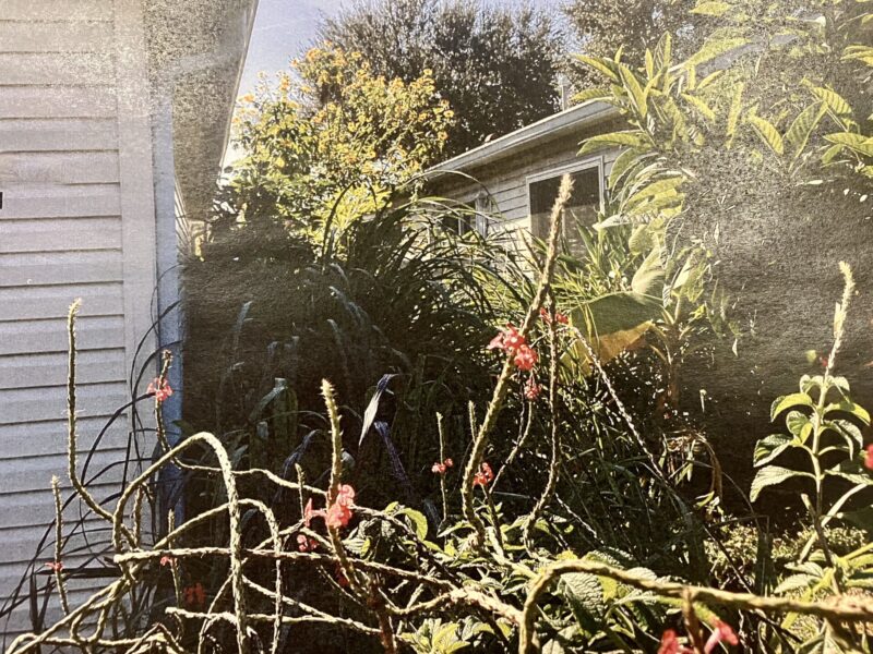 This photo shows the proximity of plants near a neighbor’s home at 7851 SE 173rd Panorama Place.