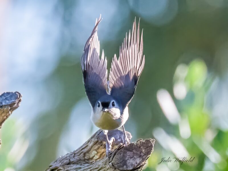 Tufted titmouse stretching in the Village of St. Catherine