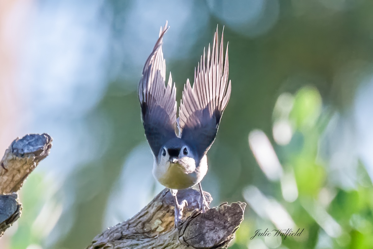 Tufted titmouse stretching in the Village of St. Catherine Tufted titmouse stretching in the Village of St. Catherine