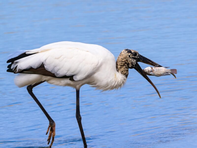 Wood stork goes fishing at Rohan Recreation Center