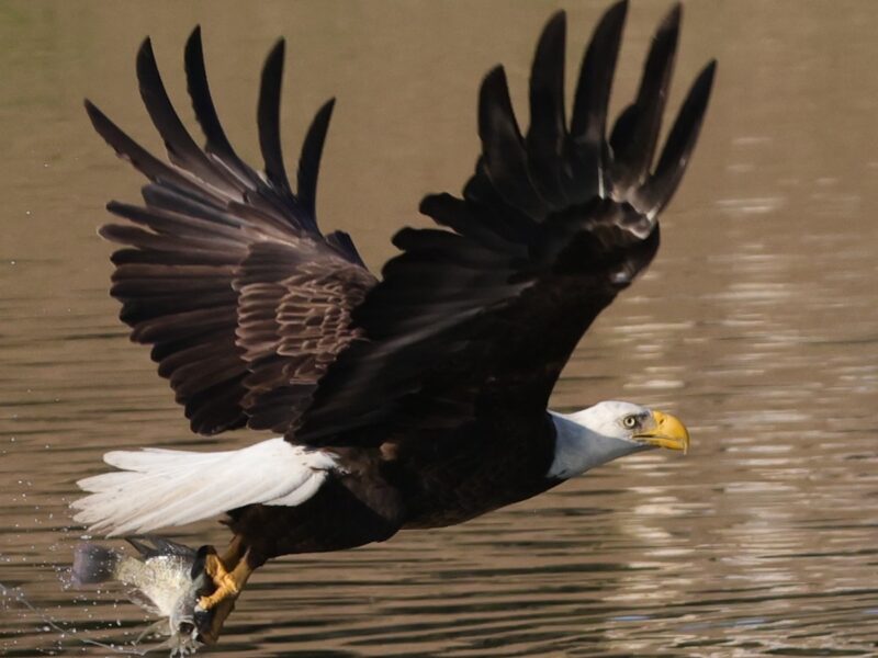 American bald eagle makes fishing look easy in The Village of Fenney