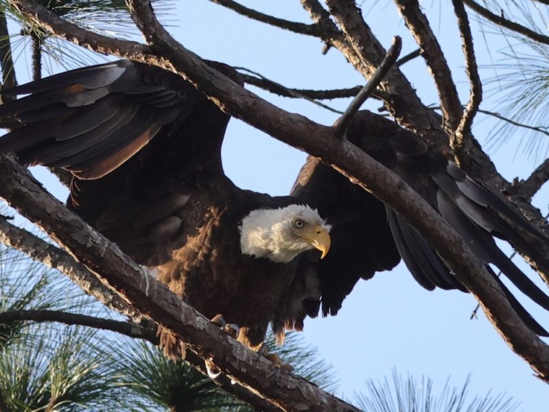 American bald eagle searches for next meal in The Villages