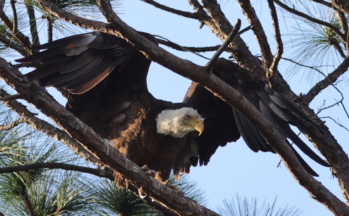 American bald eagle searches for next meal in The Villages American bald eagle searches for next meal in The Villages
