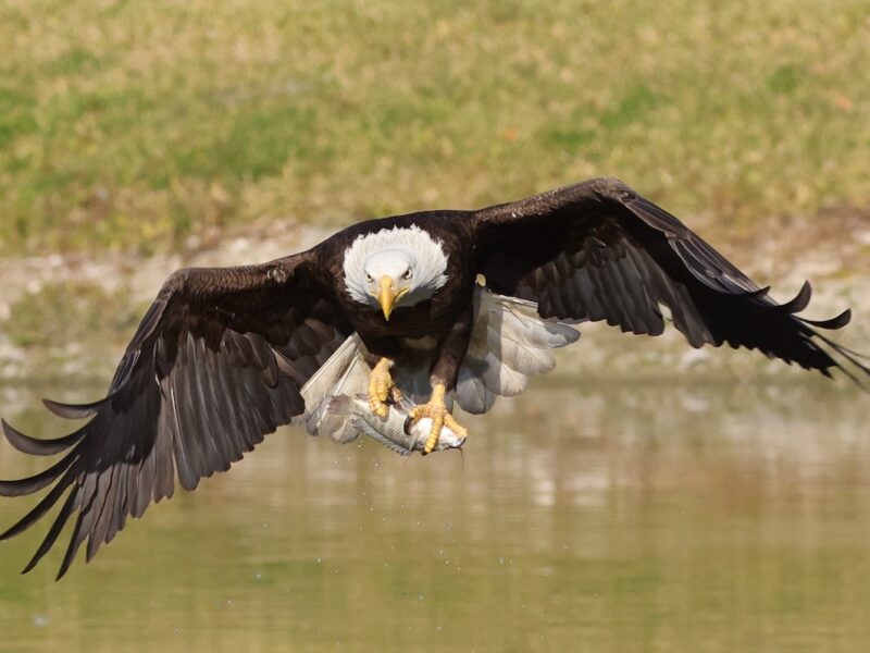 Bald eagle heading home with dinner in The Villages