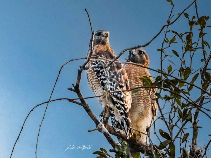 Devoted red-shouldered hawks in The Village of Fenney