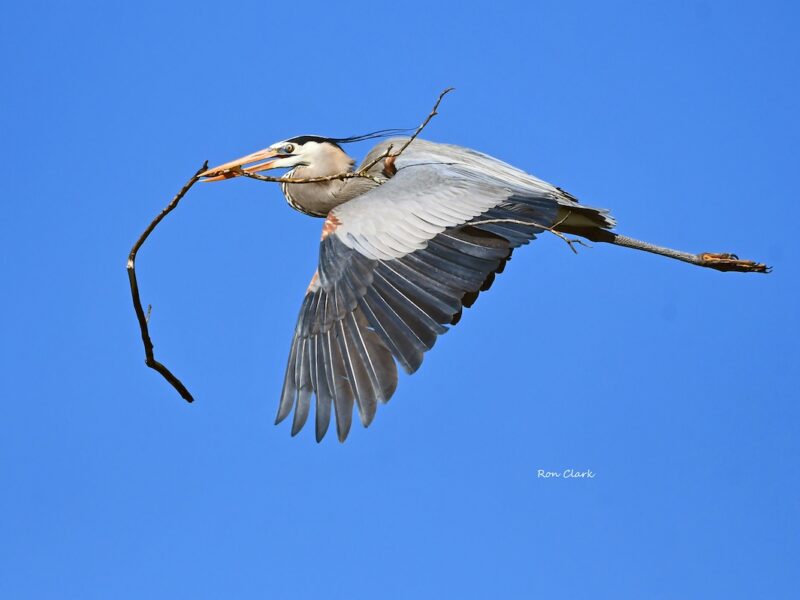 Great blue heron building a nest in The Villages