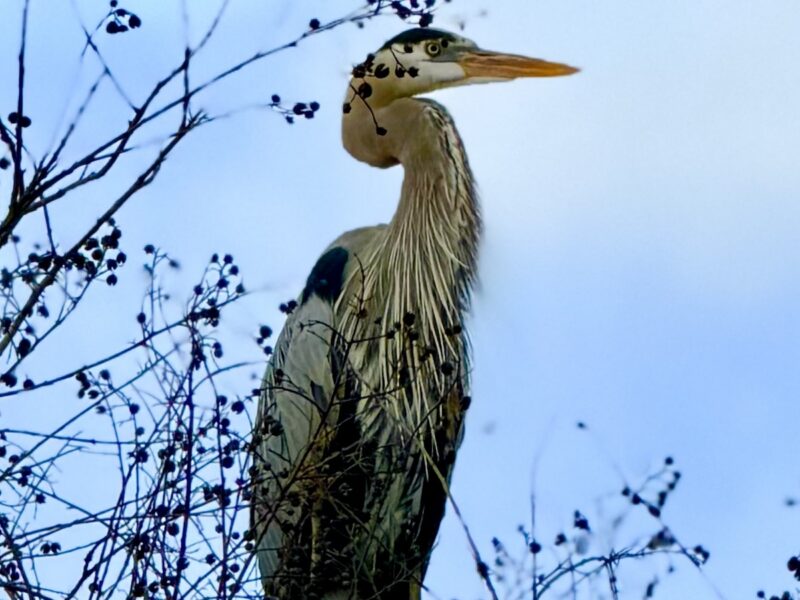 Great blue heron watching golf in The Villages