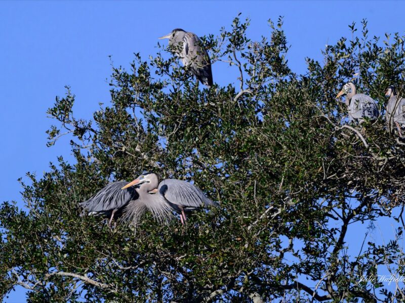 Great blue herons preparing rookery at Briarwood Executive Golf Course