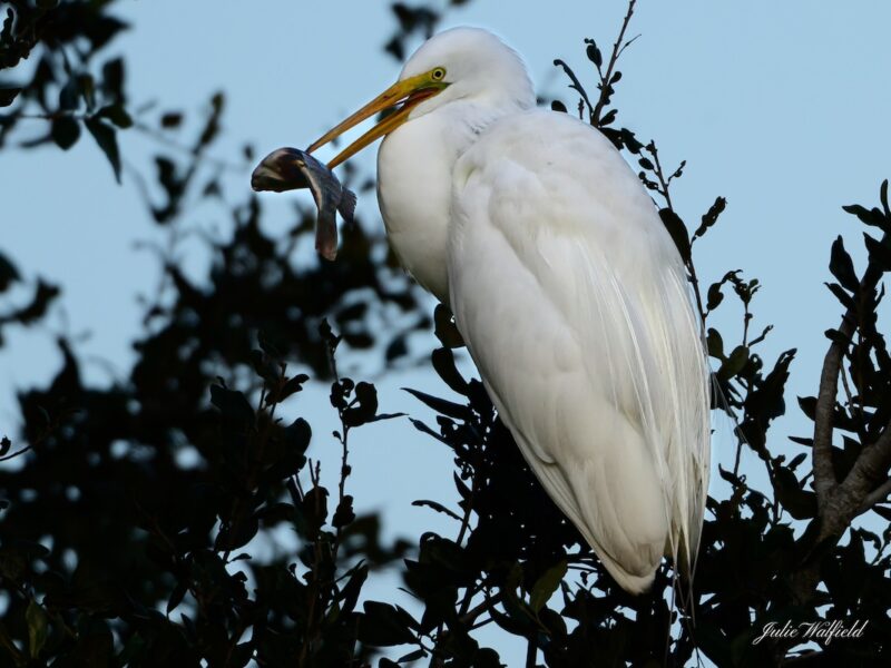 Great egret with catch in Eastport in The Villages
