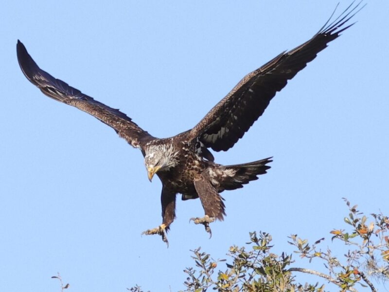 Immature bald eagle landing in The Villages