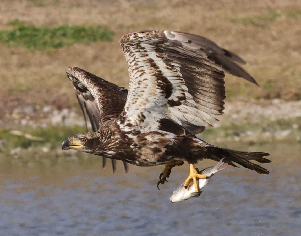 Immature bald eagle makes catch in The Villages Immature bald eagle makes catch in The Villages