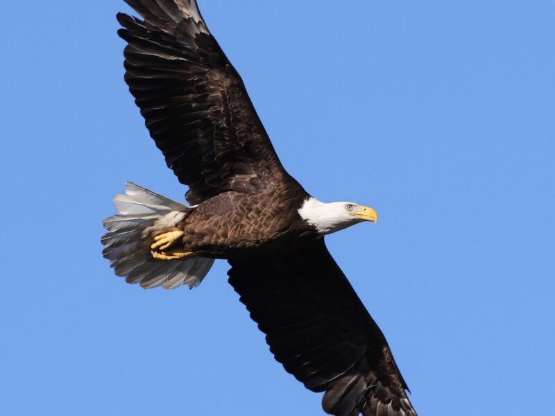 Majestic bald eagle soaring over The Village of Fenney