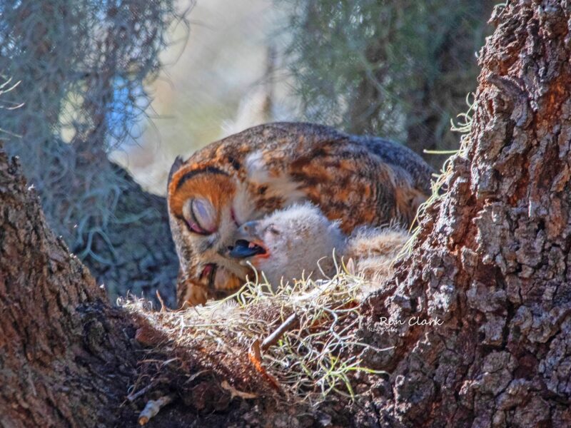 Mother feeding great horned owlets in The Villages