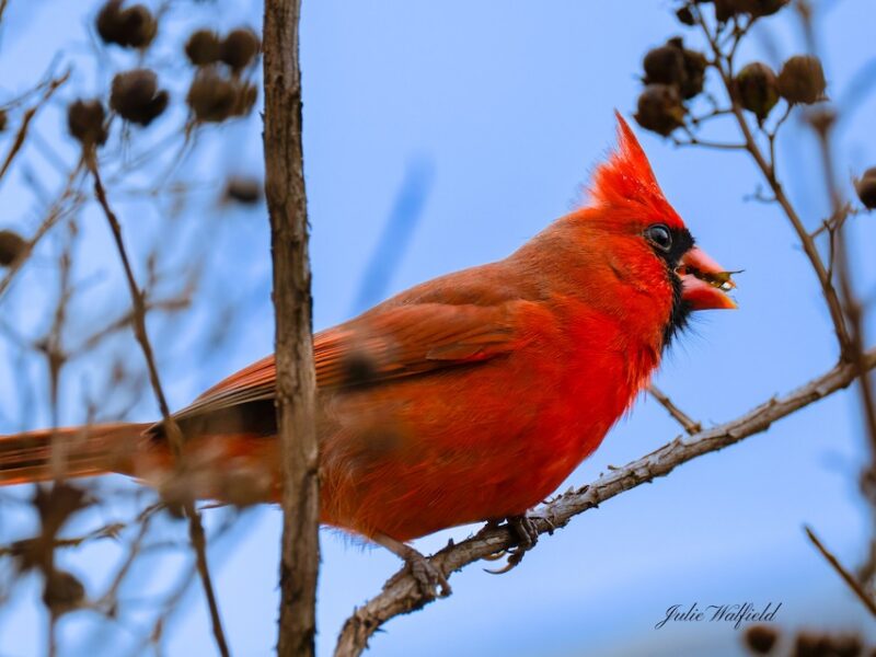 Northern cardinal gathering berries in The Villages