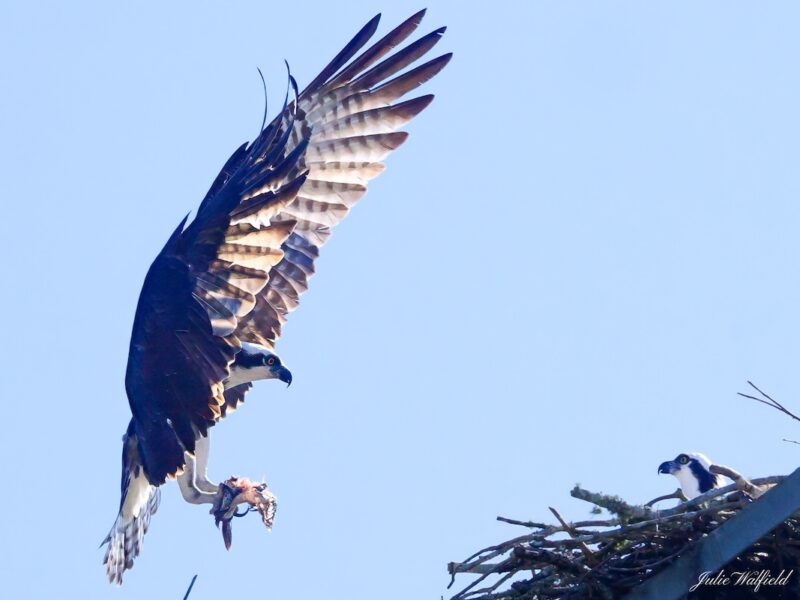 Osprey bringing home leftovers in The Villages