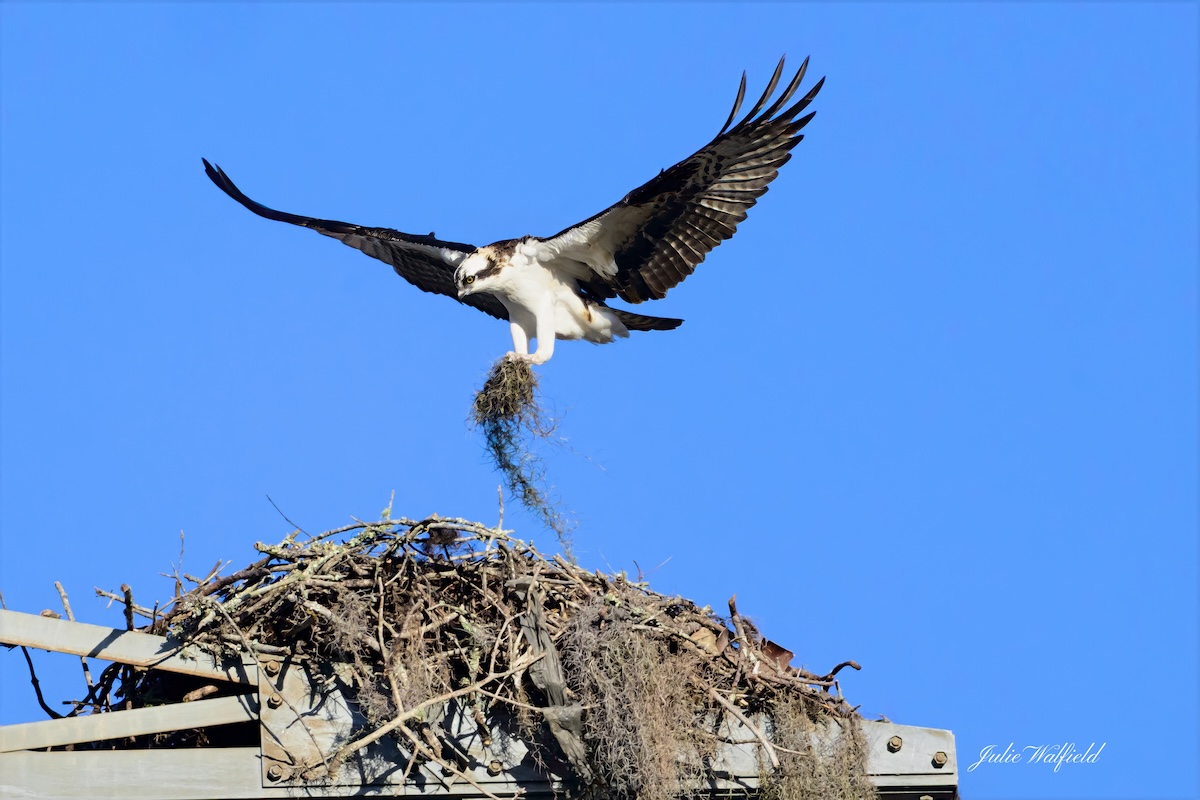 Osprey nesting season at Briarwood Executive Golf Course Osprey nesting season at Briarwood Executive Golf Course