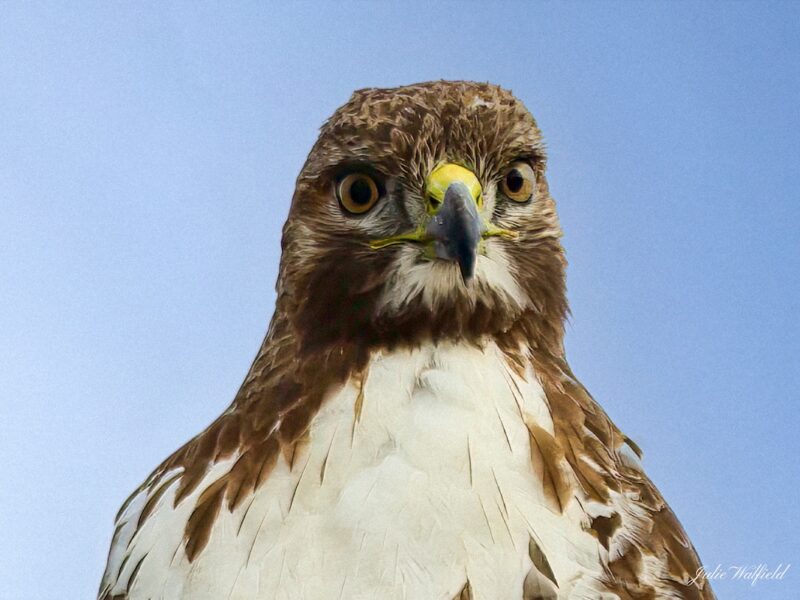 Red-tailed hawk patrolling The Villages