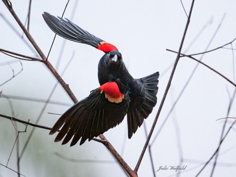 Red-winged blackbird on a cloudy day in The Village of Newell