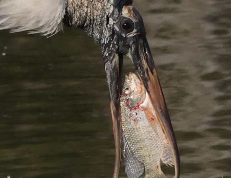 Wood stork with catch of the day in The Villages