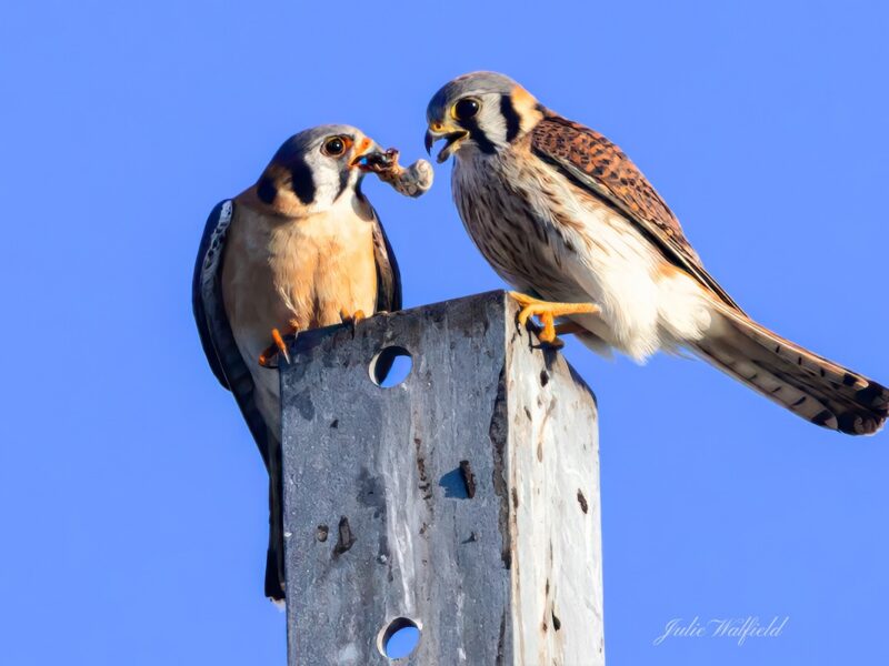 American kestrels share a meal in The Villages