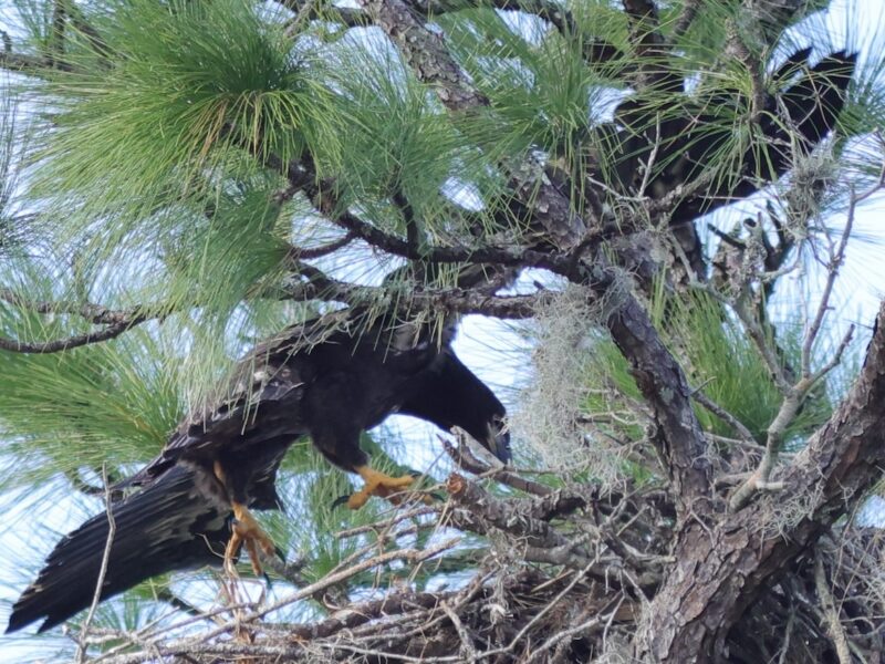 Bald eagle fledgling prepares to leave nest in The Villages
