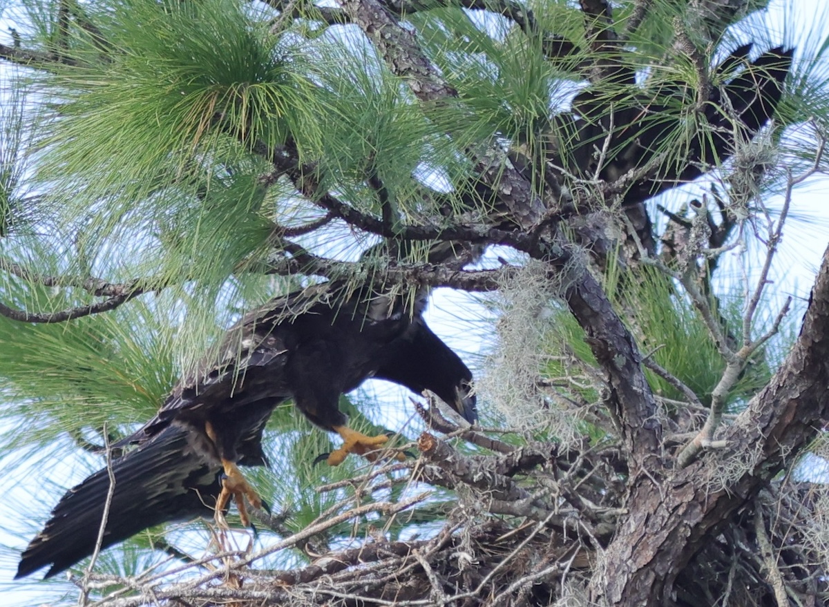 Bald eagle fledgling prepares to leave nest in The Villages Bald eagle fledgling prepares to leave nest in The Villages