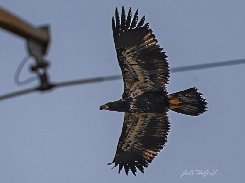 Bald eagle fledgling takes first flight over Briarwood Executive Golf Course