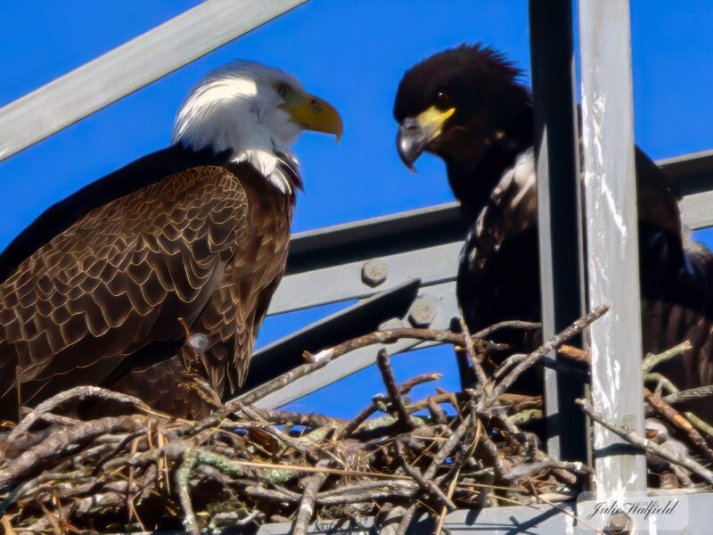 Bald eagles having family time at Briarwood Executive Golf Course