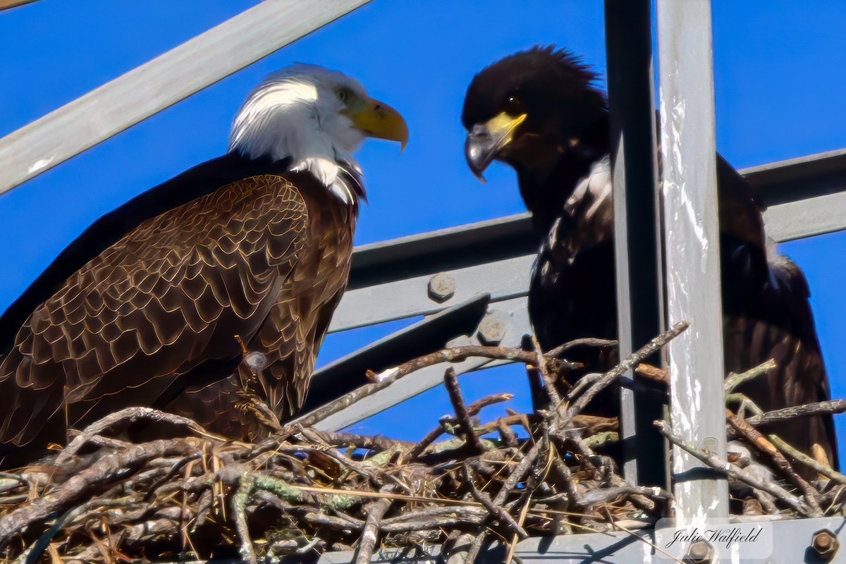 Bald eagles having family time at Briarwood Executive Golf Course Bald eagles having family time at Briarwood Executive Golf Course