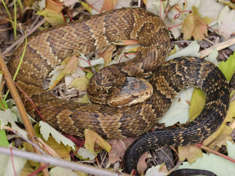 Cottonmouth spotted in The Villages