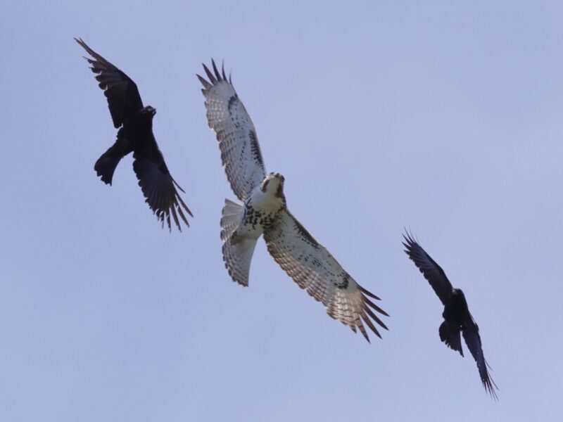 Crows attacking hawk in The Village of Fenney
