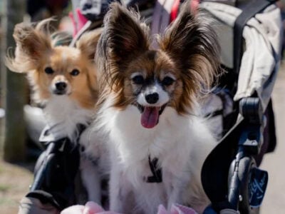 Villagers should be courteous and properly dispose of pet waste