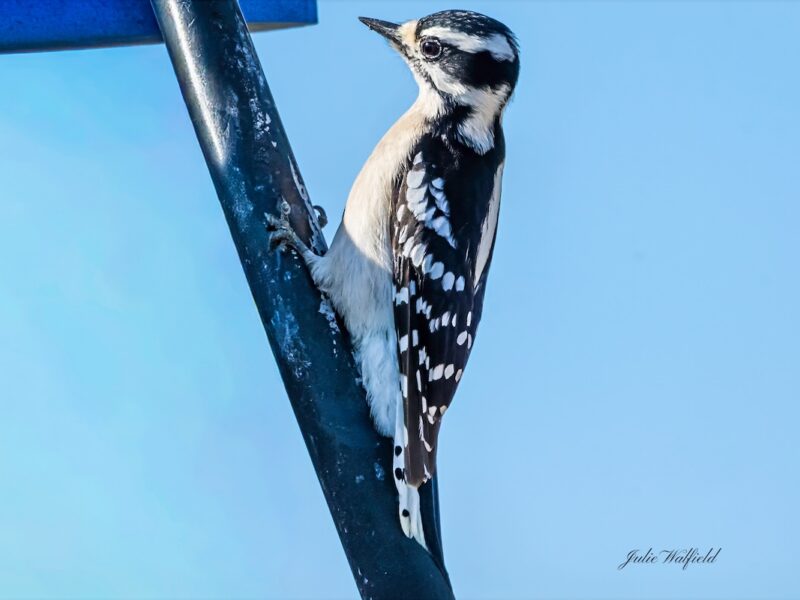 Downy woodpecker waiting for mate in The Village of Bradford