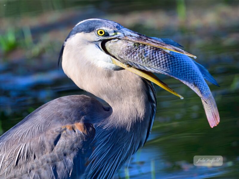Great blue heron at Buena Vista Boulevard/Bailey Trail Pond