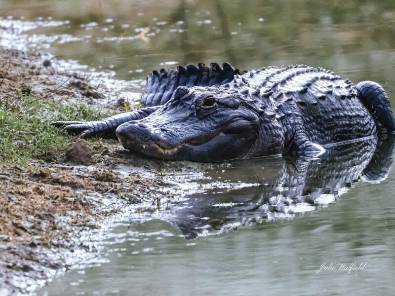 Hunky alligator sunbathing in The Villages