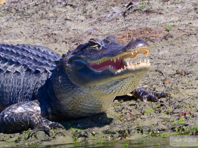 Jovial alligator enjoying sunshine in The Villages