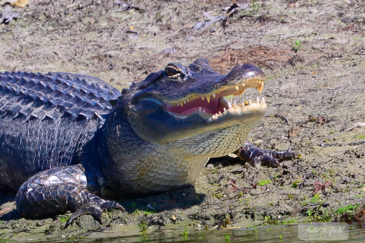 Jovial alligator enjoying sunshine in The Villages Jovial alligator enjoying sunshine in The Villages