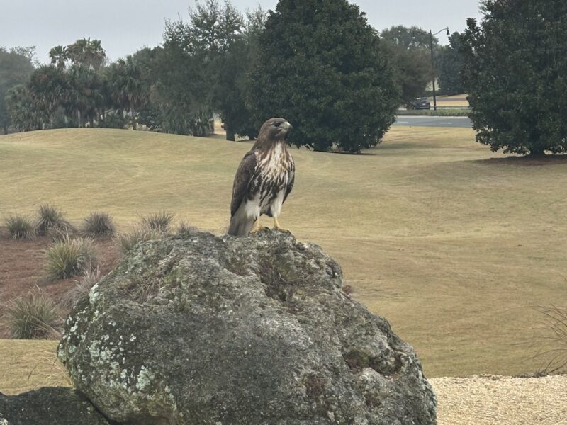 Juvenile red-tailed hawk at Roosevelt Executive Golf Course