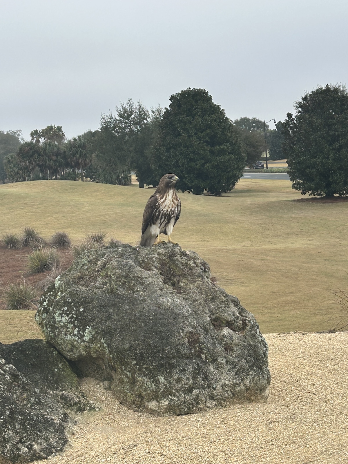 Juvenile red-tailed hawk at Roosevelt Executive Golf Course Juvenile red-tailed hawk at Roosevelt Executive Golf Course