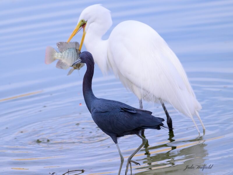 Little blue heron strolling past great egret at the Olympia Recreation Center