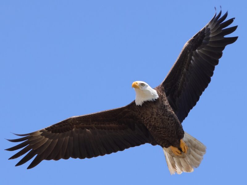 Majestic bald eagle soars over The Village of Fenney