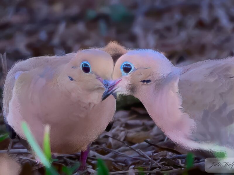 Mourning doves nuzzling in The Village of St. Johns