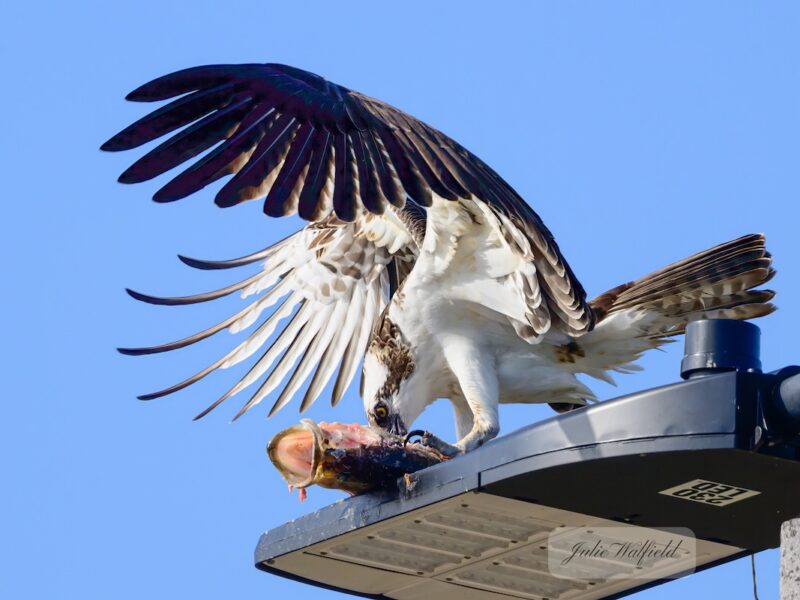 Osprey catches largemouth bass in The Villages