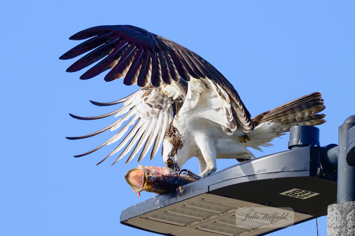 Osprey catches largemouth bass in The Villages