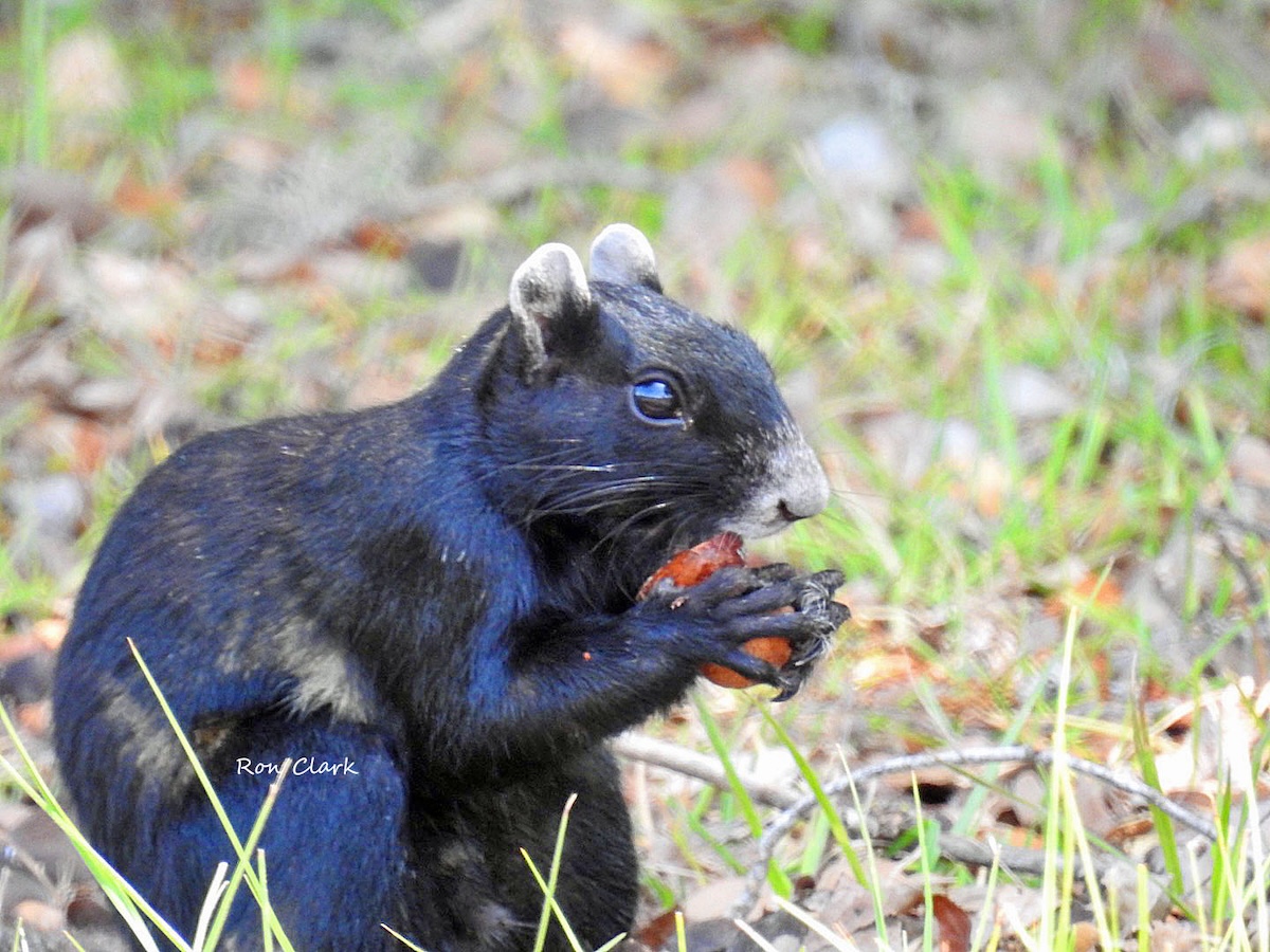Rare black Sherman’s fox squirrel spotted in The Villages Rare black Sherman’s fox squirrel spotted in The Villages